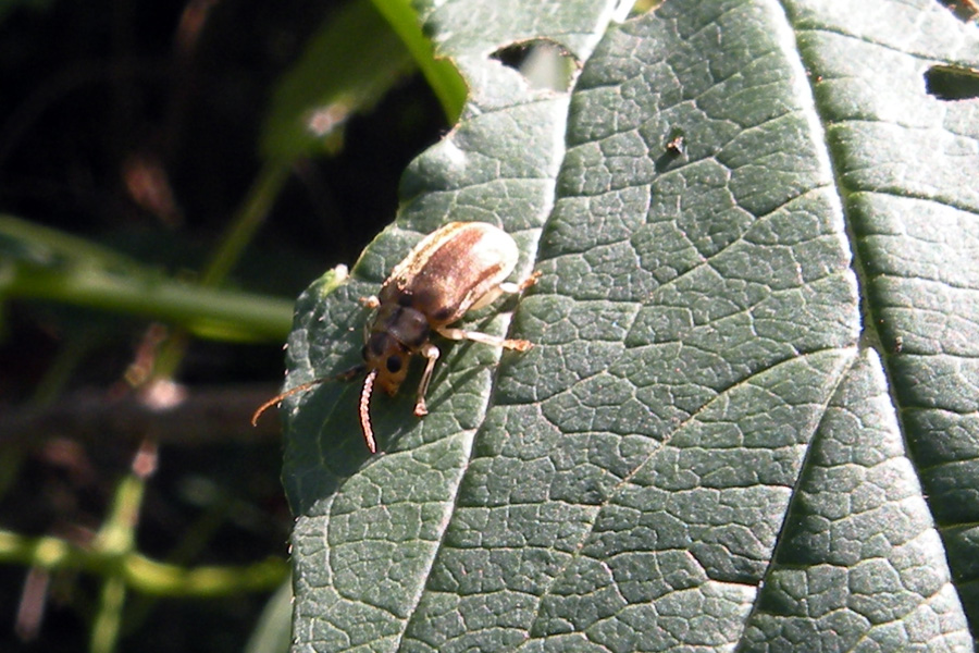 Due Chrysomelidae